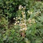 Erigeron strigosus Fula