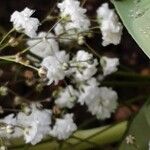 Gypsophila paniculata Flower