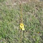 Verbascum virgatum Συνήθη χαρακτηριστικά