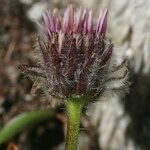 Erigeron neglectus Цвят