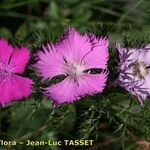 Dianthus monspessulanus Blüte