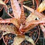 Aloe rebmannii