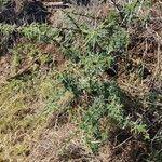 Vachellia seyal Folha