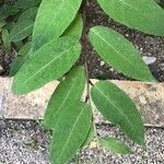 Cestrum elegans Feuille