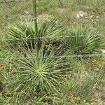 Yucca constricta Habitus