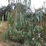 Eucalyptus globulus ᱥᱟᱠᱟᱢ