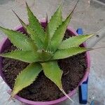 Agave shawiiLeaf