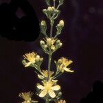 Hypericum hyssopifolium फूल
