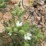 Cerastium dichotomum Flower