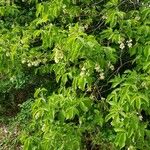 Staphylea trifolia Habit