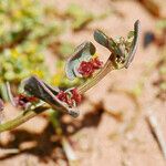 Patellifolia procumbens Frugt