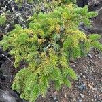 Picea jezoensis Лист