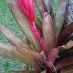 Aechmea mariae-reginae Flor