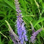 Veronica longifolia 花