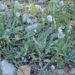 Plantago lagopus Habit