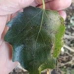 Populus × canescens Leaf
