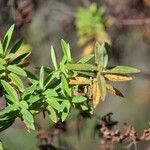 Hypericum lanceolatum Лист