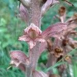 Orobanche rapum-genistaeKukka