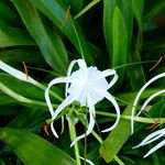 Hymenocallis littoralis പുഷ്പം