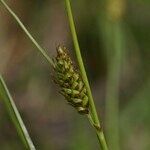 Carex distans Blodyn