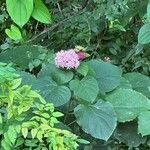 Clerodendrum bungeiFlors