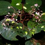 Begonia multinervia Blomst