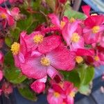 Begonia cucullata 花