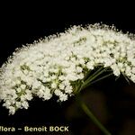 Cnidium silaifolium Flower