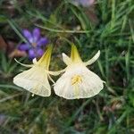 Narcissus bulbocodium Lorea