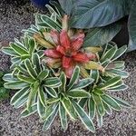 Neoregelia carolinae Листок