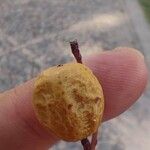 Melia azedarach Fruit