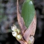 Camaridium vestitum Fleur
