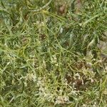 Ceballosia fruticosa Libunga