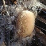 Typha latifolia 果實