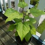 Catalpa bignonioidesLehti