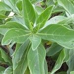 Heliotropium arboreum Leaf