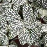 Fittonia albivenis Leht