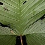 Philodendron rothschuhianum Hoja