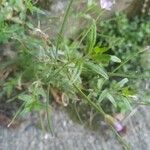 Epilobium roseum Fuelha