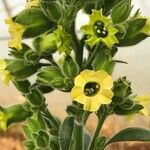 Nicotiana rustica Λουλούδι