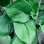 Hosta ventricosa Blatt