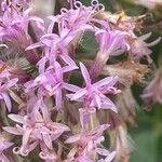 Adenostyles alpina Fula
