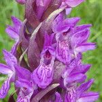 Dactylorhiza incarnata Fiore