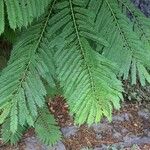 Jacaranda mimosifolia Leaf