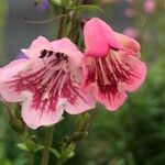 Penstemon barbatus Virág
