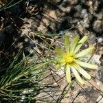 Scorzonera aristata Flower