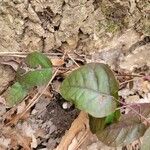 Hieracium venosum Листок