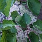Prunus armeniaca Fuelha