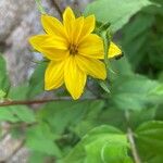 Helianthus decapetalus Fiore