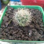 Mammillaria columbiana Blad